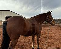 bay-ranch-roping-horse