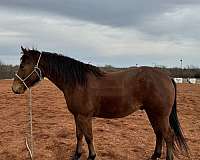 ranch-roping-gelding