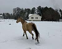 dun-w-blk-points-quarter-horse-mare