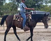 bay-parade-trail-horse