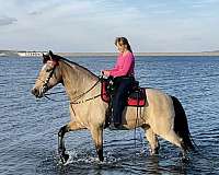 muscular-missouri-fox-trotter-horse