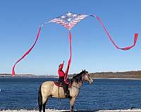 amazing-disposition-missouri-fox-trotter-horse