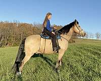 muscular-missouri-fox-trotter-horse