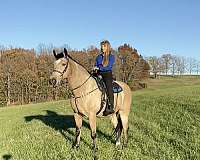 anyone-missouri-fox-trotter-horse