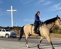 automatic-missouri-fox-trotter-horse