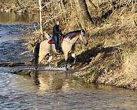 back-missouri-fox-trotter-horse