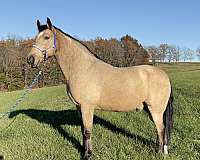 beautiful-buckskin-missouri-fox-trotter-horse