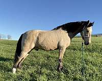 buckskin-missouri-fox-trotter-horse