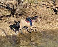 buckskin-gelding-missouri-fox-trotter-horse