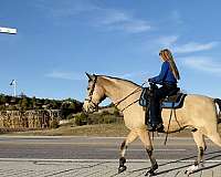 beginner-safe-kid-pony-missouri-fox-trotter-horse