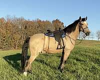 big-boy-missouri-fox-trotter-horse