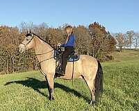 buckskin-gelding-missouri-fox-trotter-horse