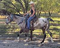 all-around-trail-riding-appaloosa-horse