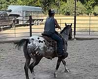 all-around-trail-riding-gelding