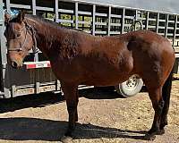 ranch-quarter-horse