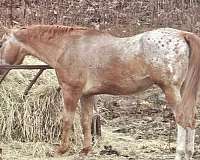 appaloosa-stallion