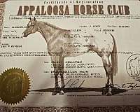 appaloosa-horse-for-sale