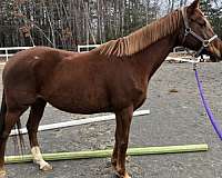 stripe-horse