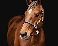 thoroughbred-gelding