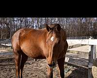 thoroughbred-horse-for-sale