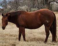 buckskin-chestnut-all-around-horse