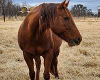 buckskin-chestnut-pole-horse