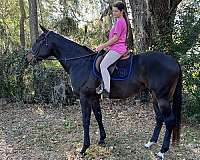 flat-work-thoroughbred-horse