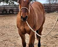 athletic-quarter-horse