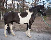 black-white-tobiano-horse