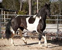 tobiano-black-white-horse