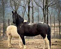 all-around-friesian-horse