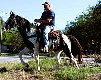 mcnatt-farm-spotted-saddle-horse