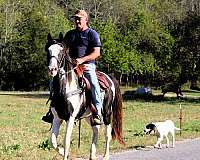 horse-for-sael-spotted-saddle