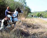 field-trial-horse-spotted-saddle