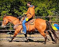 beginner-quarter-horse