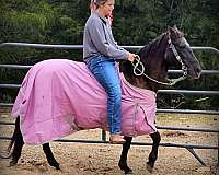 gaited-paso-fino-horse