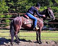 western-paso-fino-horse