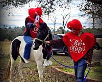 gaited-spotted-saddle-horse