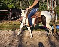 western-spotted-saddle-horse