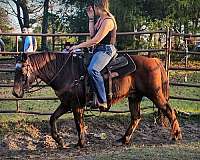 beginner-quarter-horse