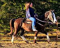 english-missouri-fox-trotter-horse