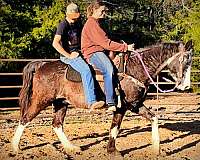 western-missouri-fox-trotter-horse