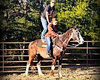 gaited-missouri-fox-trotter-horse