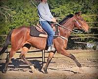 english-appaloosa-horse