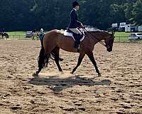 beginner-safe-quarter-horse