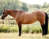 ranch-work-quarter-horse