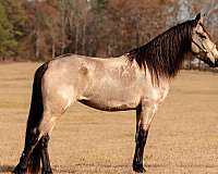 buckskin-dark-points-horse