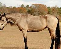 draft-friesian-horse