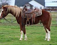 buckskin-dark-points-horse