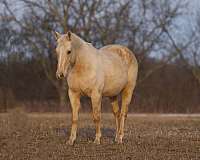 palomino-none-horse